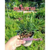 ราคา ต้นสนพาย หรือสนใบพาย ไม้ประดับมงคล รุ่งเรือง ร่ำรวย ส่งทั้งกระถาง (25365327400)
