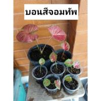ราคา บอนสีจอมทัพ จอมทัพ กระถาง 3นิ้ว (14247544978)