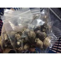 ราคา บัวดินโรเซีย บัวดินโรเซีย จำหน่ายเป็นหัว หัวละ 5 บาท (9353849695)