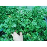 ราคา ต้นวอเตอร์เครส Watercress สลัดน้ำ หรือ ผักน้ำ ในถุงดำขนาด 5.5 นิ้ว พร้อมปลูก (26628264112)