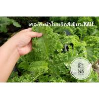 ราคา เมล็ดพันธุ์ผัก เคล Kale หรือ คะน้าใบหยิกสีเขียว 100เมล็ด (7346067636)