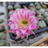 ราคา Echinopsis Hybrid Angel อิชินอปซิส ไฮบริด แองเจิล ดอกสีชมพู ขนาดต้น 3 cm. - 5 cm. ส่งแบบถอดรากนะคะ (15548896295)