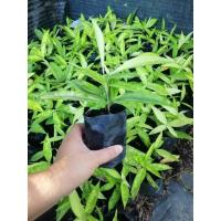 ราคา ไผ่มังกรทอง ไผ่สีทอง ไผ่ฟิลิปปินส์ด่าง (19470331004)