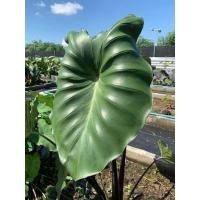 ราคา “ Colocasia Black Stem Elephant Ear (Colocasia fontanesii) "ข้อไหล,ปลายไหลราคาถูก (11271730662)
