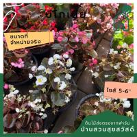 ราคา บีโกเนียพันธุ์ใบกลมเล็ก ทรงพุ่ม กระถาง 5-6 นิ้ว ต้นบีโกเนีย (19420611707)