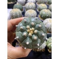 ราคา กระบองเพชร แคคตัส แอสโตรไฟตัม นูดัม กิ๊กโกะ (cactus astrophytum nudum kikko) (23550507209)