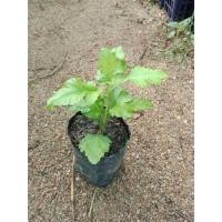 ราคา ต้นพันธุ์ เก็กฮวย พร้อมปลูกในถุงดำ 39 บาท เก็กฮวย ทำชา สมุนไพรชั้นดี (28524865169)