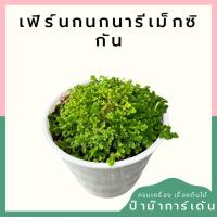 ราคา เฟิร์นกนกนารีเม็กซิกัน กระถาง 4 นิ้ว (25422629924)