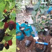 ราคา ต้นแบล็คเบอร์รี่ พันธุ์ Prime Ark Traveler ไร้หนาม จำนวน 1 ต้น ต้นจากชำยอด (7301001323)