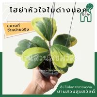ราคา โฮย่าหัวใจ หัวใจทศกันต์ ใบด่างนอก ขนาด 4-6 ใบ มาในกระถางพร้อมลวดแขวน (11594178424)