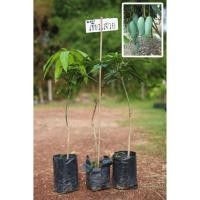 ราคา มะม่วงเขียวเสวย ชุด 2 ต้น เสียบยอด สูง 70 ซม. (9245647434)