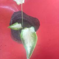 ราคา บอนสี กวนอูกวนอิม (ถุงชำ 4*5) (23816107514)