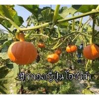 ราคา เมล็ดพันธุ์ฟักทองญี่ปุ่นสีส้ม โอซาก้าสั่ง2ซอง แถม1ซอง (3679508210)