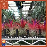 ราคา ทิลแลนเซีย ขนาดใหญ่ ชุดละ 10 ต้น Tillandsia Ionantha (14136209853)