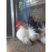 ราคา ไข่เชื้อไก่แจ้สีขาวหางดำ ชุด2ฟอง (21490163539)
