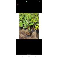 ราคา ต้นทุเรียนหมอนทอง(เสียบยอด) ขนาดต้นสูงประมาณ 50-60cm.(1ต้น) (3238519547)