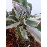 ราคา ต้นคล้าราชภัฏ คล้าด่างขาว (14331364290)