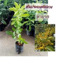 ราคา ต้นประยงค์หลวงประยงค์พันธุ์หายากไม้มงคลแบบปักชำกิ่งสูง50-60ซม (25112487664)