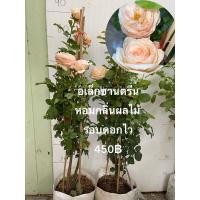 ราคา กุหลาบ อเล็กซานตรีน ดอกหอมมากๆ (7497099833)