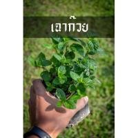 ราคา เฉาก๊วย ที่ใช้ทำเฉาก๊วยชากังราว ต้นสวย พันธุ์แข็งแรงจากเมืองจีน (8434795433)