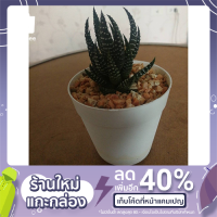 ราคา ต้นกระบองเพชรม้าลาย ไม้ฟอกอากาศ (5489728795)