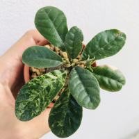 ราคา Dorstenia Foetida Variegata มะพร้าวทะเลทรายด่าง (cactus/แคคตัส/กระบองเพชร/ตะบองเพชร/ต้นไม้) (3300177760)