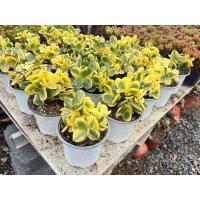 ราคา ไม้มงคล #คลาสซูล่าด่าง (ต้นดูดเงินดูดทอง) ต้นคลาสซูล่า ( Crassula Ovata หรือ Jade Plant ) ต้นไม้สวรรค์ หรือ ต้นใบเงิน (26468528331)