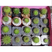 ราคา แคคตัส ดาวล้อมเดือน กระบองเพชร (1767287670)