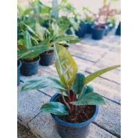 ราคา เรดคองโก หรือ โคตรเศรษฐี ฟิโลเดนดรอน (5775330837)