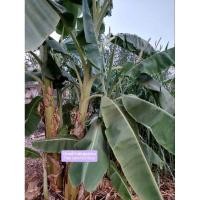 ราคา หน่อกล้วยน้ำว้าพันธุ์มะลิอ่อง จำนวน 3 หน่อ (23234913541)