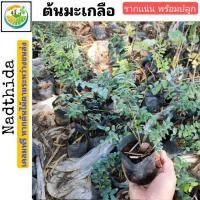 ราคา ต้นมะเกลือ มะเกลือ ไม้ป่าหายากราคา เเพงพอๆๆกับ ต้นพยุงไทย ................. ต้นพยูงไทย (9803058674)