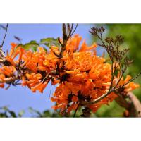 ราคา ขายต้นปีบทองหรือกาสะลองคำไม้ดอกสีส้มสวยงาม1ถุงดำต้นแข็งแรงพร้อมปลูกรับประกันค่ะ (29506639284)