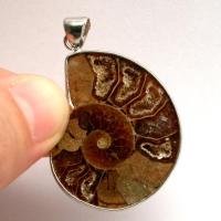 ราคา Ammonite pendant จี้ หอย แอมโมไนต์ หอยล้านปี จี้หอยแอมโมไนต์ คตหอย ใส่พกติดตัว เพิ่มพลัง (24284929180)