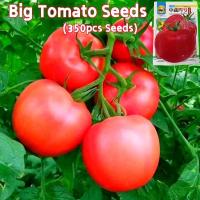 ราคา 100เมล็ด เมล็ดพันธุ์ มะเขือเทศ มะเขือเทศยักษ์ Sweet Giant Tomato Seeds Vegetable Seeds เมล็ดมะเขือเทศ เมล็ดพันธุ์ผัก (29730468484)