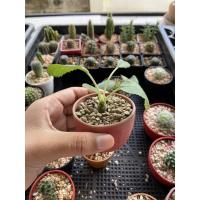 ราคา แคสตัส มะพร้าวทะเลทราย กระบองเพชร ไม้หนาม (cactus) (4560420995)