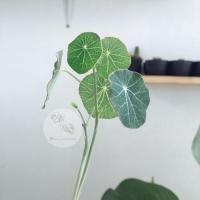 ราคา บัวบกโขด ( Stephania erecta ) ไม้โขดฟอกอากาส บัวบกหัว (7140766835)