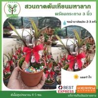 ราคา สวนถาด ต้นเทียนมหาลาภ ของขวัญ ไม้มงคล พร้อมกระถาง3 นิ้ว ฟรี ต้นสูง 10-15 ซม. (3878081496)