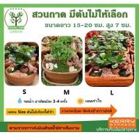 ราคา สวนถาด ของขวัญปีใหม่ ไม้มงคล พร้อมกระถางฟรี ต้นสูง 10-15 ซม. (9015899302)
