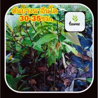 ราคา ต้นยางนาอินโด ยางนาอินโด ตระกูลเดียวกับ ต้นยางนา (7664711022)