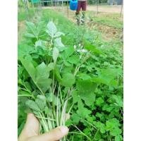 ราคา ผักเสี้ยนขาว 1000 เมล็ด ผักเสี้ยนไทย ผักเสี้ยนบ้าน ผักส้มเสี้ยน (29580363293)