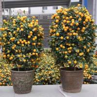 ราคา เมล็ดพันธุ์ต้นส้มจีนสายพันธุ์แท้ 10 เมล็ด ไร้เมล็ด ติดลูกดก ไม้มงคล หรือปลูกในกระถางเป็นไม้ประดับ//29 (20680103140)