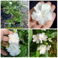 ราคา (1ต้น)(ขาย ต้นพันธุ์) ดอก ต้น ต้นพุดจีบ พุดจีบ พุด จีบ fadel (11620964324)