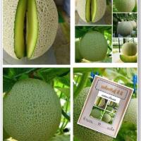 ราคา เมล็ดเมล่อน เนื้อเขียว(ปริ้นเซส) 10 เมล็ด (ซื้อ 10 แถม 1 คละอย่างได้) (8073584119)