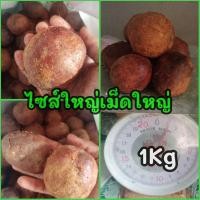 ราคา เม็ดทุเรียนนกทุเรียนป่า (20051380529)