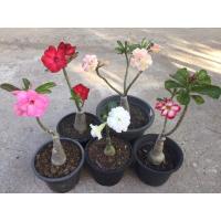 ราคา ต้น ชวนชม ดอกหลายสี (8601532422)