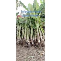 ราคา หน่อกล้วยน้ำหว้าอินทรีย์ พันธุ์ปากช่อง50 (8826633027)