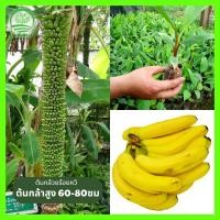 ราคา [ศัตรูพืชน้อยมาก] ต้นกล้วยร้อยหวี พันธุ์แข็งแรง ผลอร่อย หอมมาก ศัตรูพืชน้อย ติดผลเร็ว ไม่ต้องดูแลมาก (23829980687)