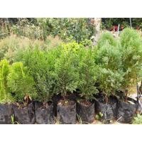 ราคา สนแผงแผ่ลำต้นด้านข้าง จัดสวนสวย (7241873054)