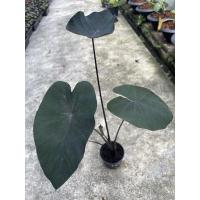 ราคา colocasia painted black gecko ขนาดกระถาง 3-4 นิ้ว (3790482229)