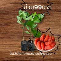ราคา ต้นส้มโอทับทิมสยามเสียบยอด (28956080035)